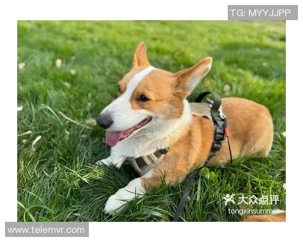 狗狗追逐足球的快乐时光与运动的乐趣分享 狗狗追逐足球的快乐时光与运动的乐趣分享